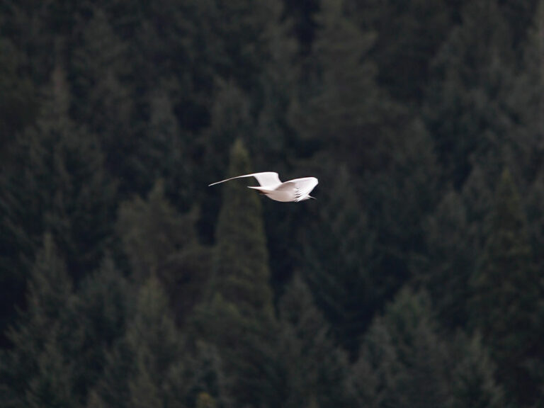 Möwe in der Luft